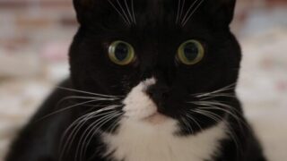 🌸キティにゃ〜ちゃんの幸せお昼寝日和🐾💖