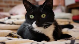 🌿キティにゃ〜ちゃんお気に入りトイレ✨