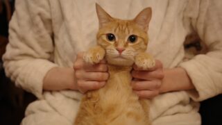 【ももちゃん体操✨】いち・に、さん！おひざに乗って手を動かす楽しい運動🐾💕