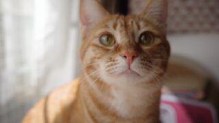 🌸脱臭梅で猫トイレのにおい問題にサヨナラ！天然素材×かんたん脱臭術🐾✨