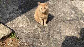 🌿外猫・茶太郎のための快適空間づくり｜DIY通り道＆バルコニーのハウス紹介🐾