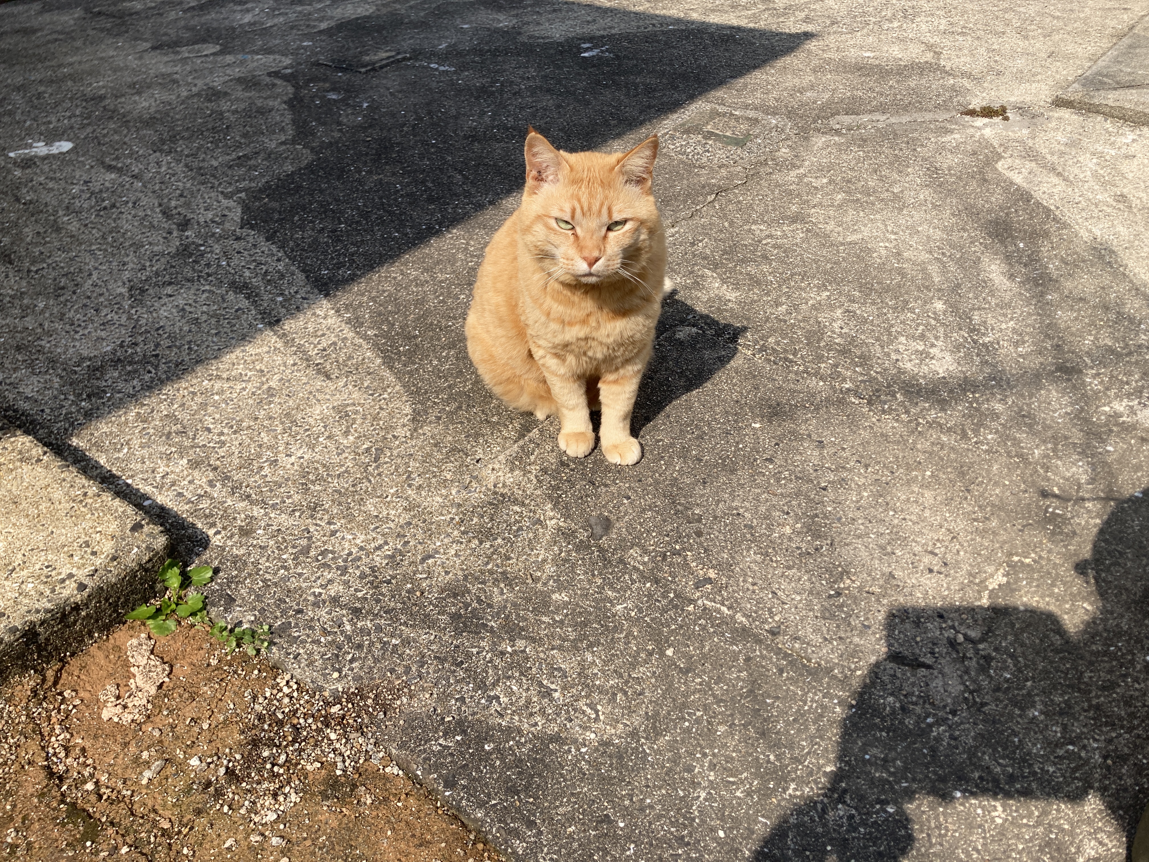🌿外猫・茶太郎のための快適空間づくり|DIY通り道&バルコニーのハウス紹介🐾