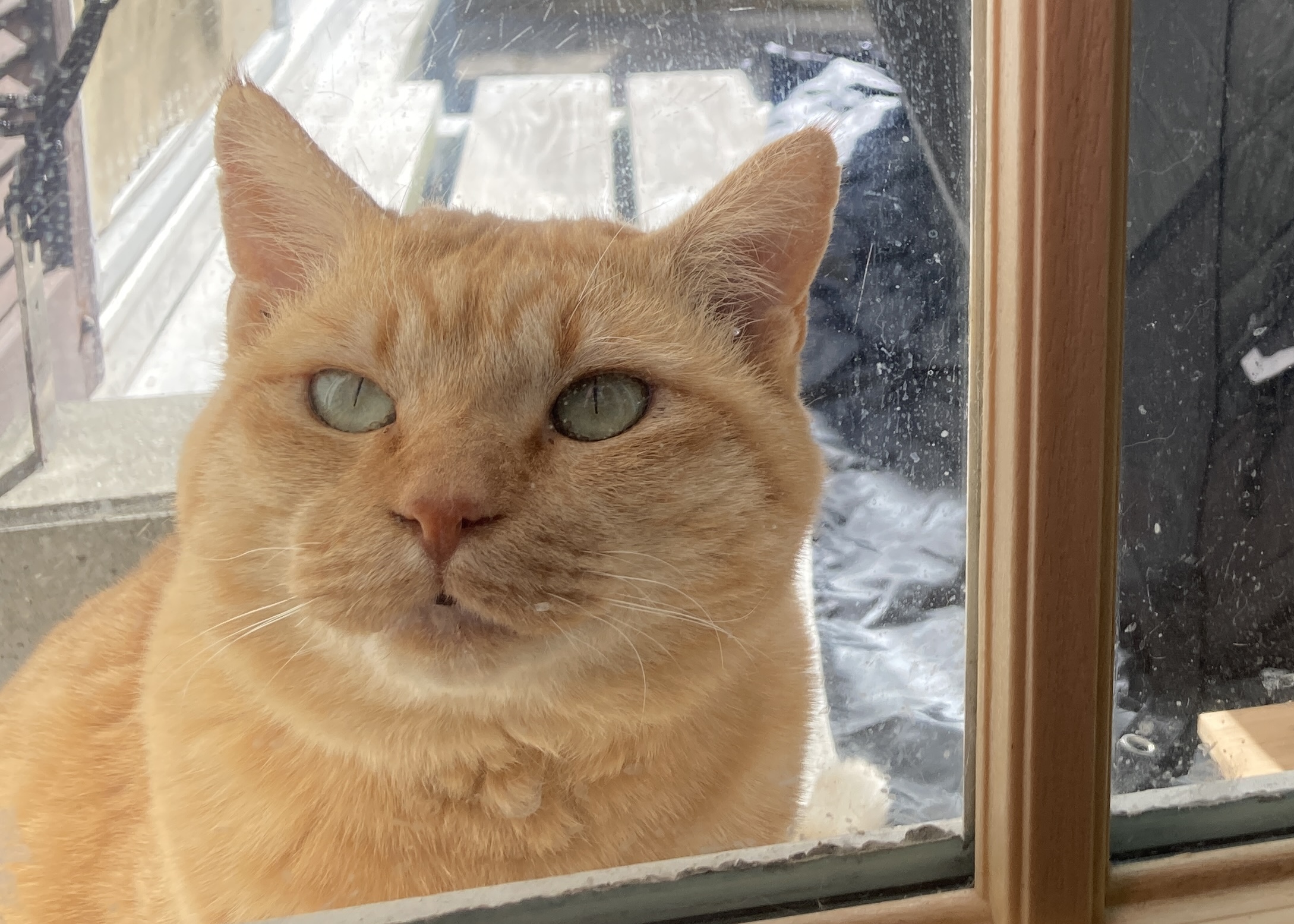 🌼外猫・茶太郎のための通り道DIY!マサ王とレンガでおしゃれに快適仕上げ🐾✨