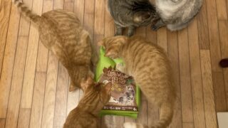 ♻️コスパ◎キャッサバ猫砂5選!“生ごみ処理機OK”で選ぶ私の愛用品レビュー特集✨
