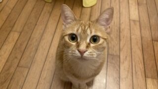 ももちゃんの魅力と新しい猫砂「おいもの猫砂」のご紹介💕🐾