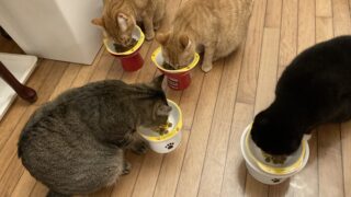 ロイヤルカナン満腹感サポートで元気いっぱい！🐱💖