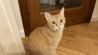 🐾Reencle Primeの魅力を徹底解説!実際に使った感想をシェアします✨