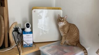 🐾 ベティちゃん（ベッちゃん）のキリッとした顔の履歴書風ショット📸💖