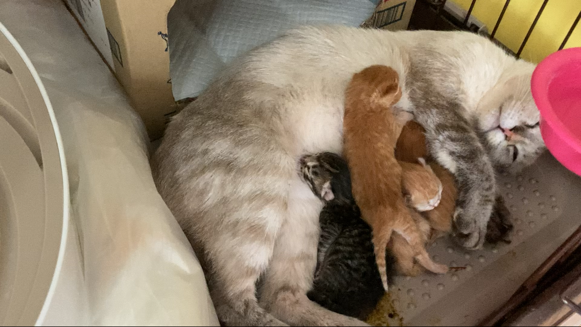 🐾シナモン母さんとの出会いと、子猫たちの誕生物語|生後1日の感動動画です✨