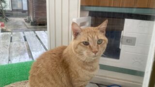 🐾茶太郎と一緒に希望を込めて|犬猫用サプリ「コルディM」を試してみました