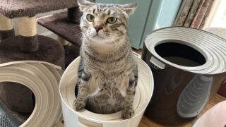 🐾また猫砂が欠品⁉️「おいもの猫砂」→「ハニーケア」→次なる選択肢は…？