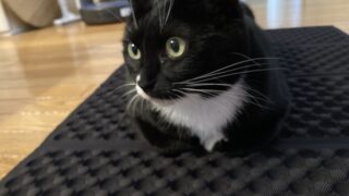 🐾キティにゃ〜ちゃんの顎ニキビケア!JAYU PET 3ステップキットを試してみました✨