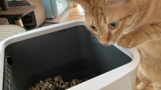 ⚠️我が家の生ゴミ処理機で「ナチュラルブレンドサンド」は相性が悪かった…？