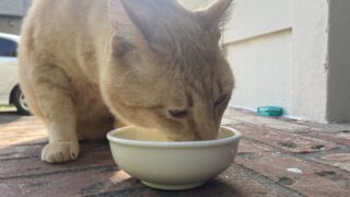 🐾茶太郎ちゃんの今を大切に──悪性リンパ腫の疑いと向き合って🌿