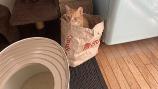🐾待望の再販❣️キャッサバ製「ハニーケア猫砂」お知らせ✨