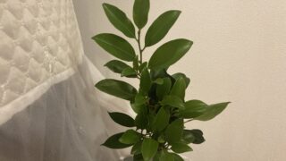 🧪生ゴミ処理機に”入れてはいけないもの”で大変なことに！我が家で起きた実話レポート
