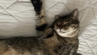 😺今日のにゃん文字「癒しのアクロバット漢字♪」猫文字で心が和むひととき