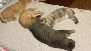 🐱猫と暮らす家庭の防災対策❣️
