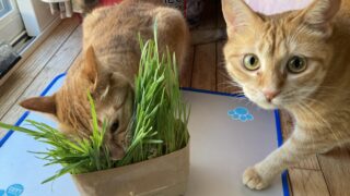 🌱土を使わない!? 無印良品の「ねこ草」は育てやすくてオシャレ❣️