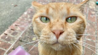 猫エイズ(FIV)・猫白血病(FeLV)とは?症状と予防方法