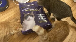 🐱【レビュー】✨11.34kgでコスパ最強｜カークランドのキャットフード実食レビュー【多頭飼いに◎】