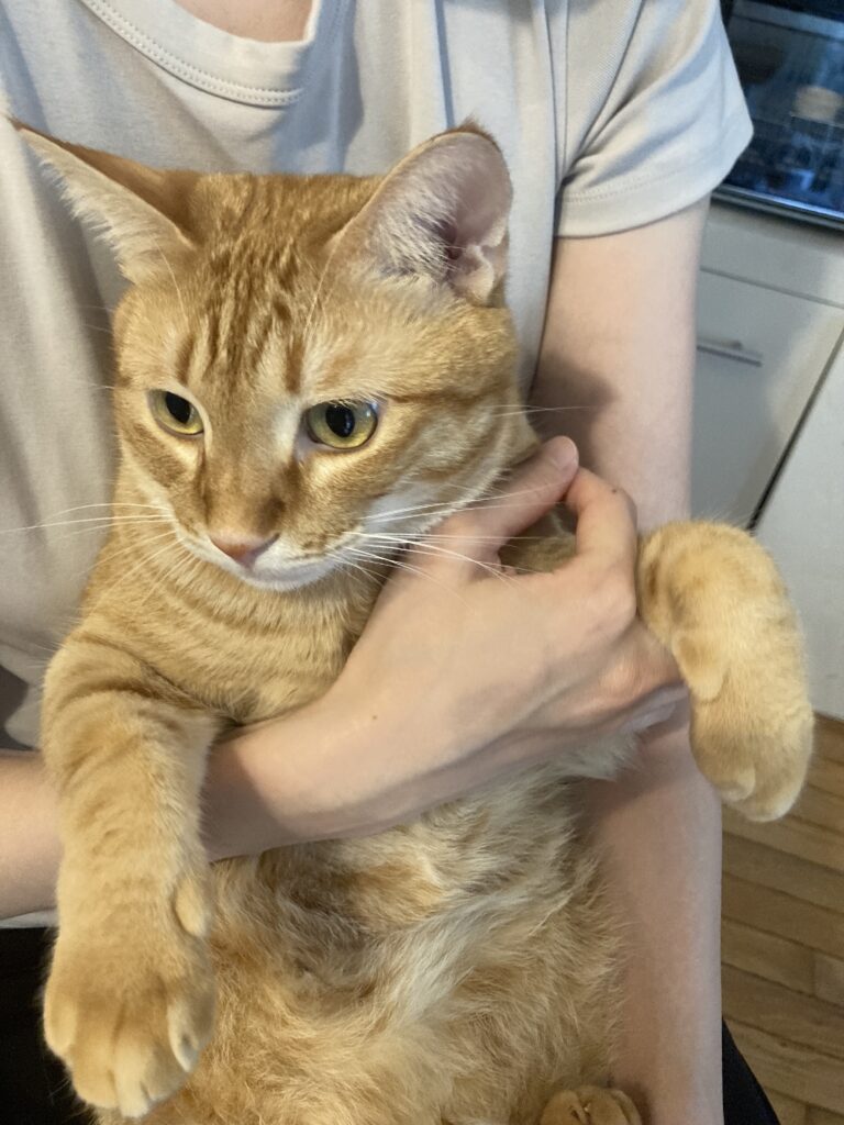 麦ちゃんの表情アップ。お膝の上で落ち着いた眼差し