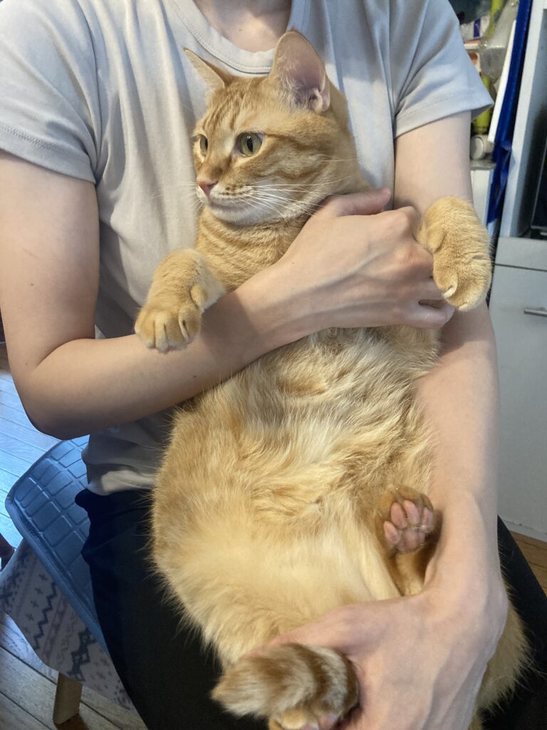 お膝の上でリラックスする麦ちゃん。前足を軽く支えられて、落ち着いた表情