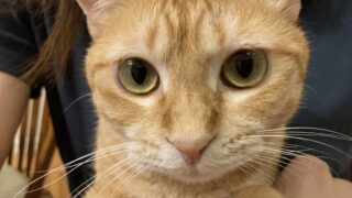 ♻キャッサバ猫砂のいいところいっぱい！コスパ重視で選ぶ私の愛用品まとめ✨