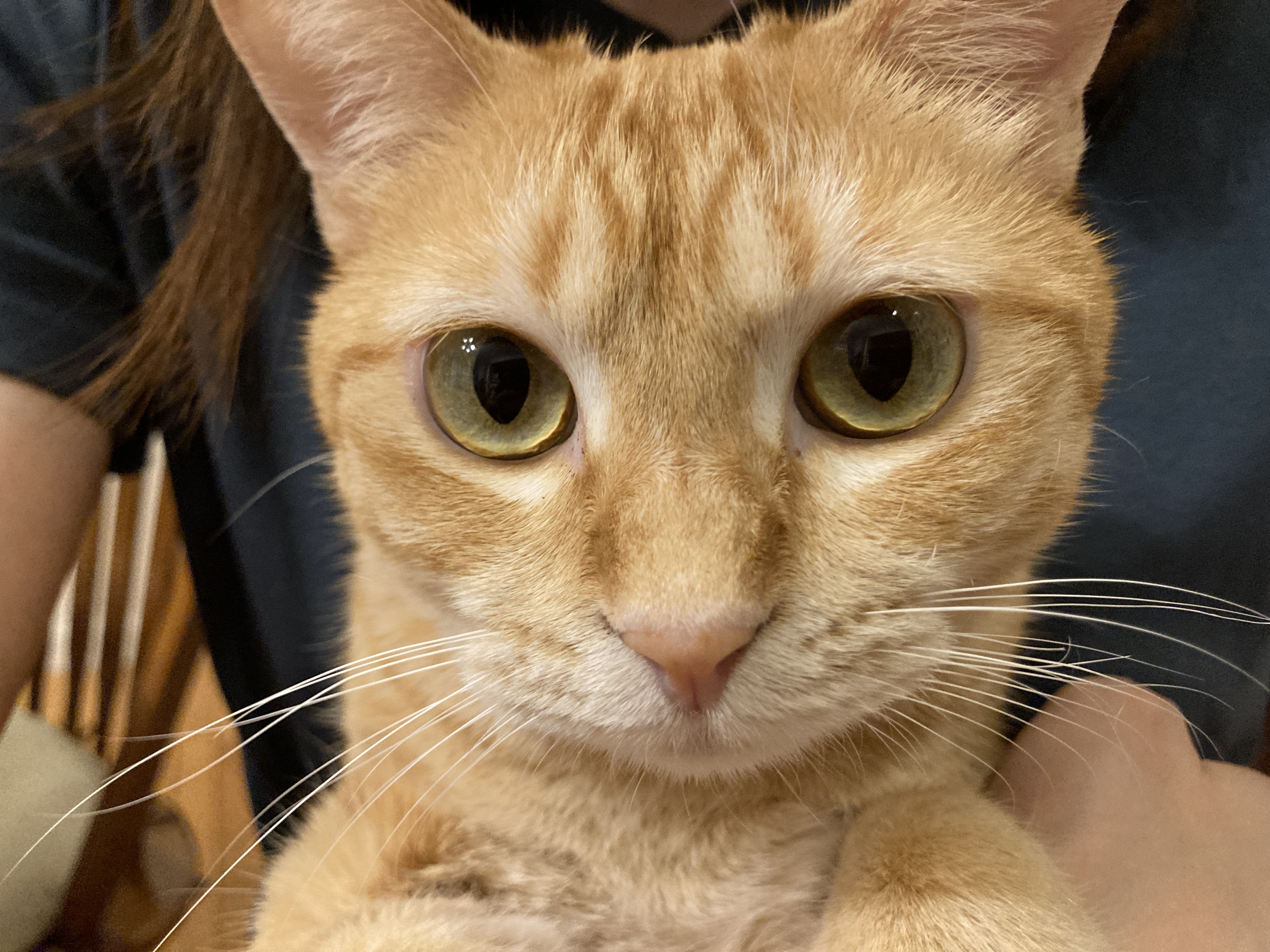 ♻キャッサバ猫砂のいいところいっぱい!コスパ重視で選ぶ私の愛用品まとめ✨