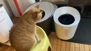 🐱✨【保存版】“生活が変わる！”コスパ最強キャッサバ猫砂3選✨