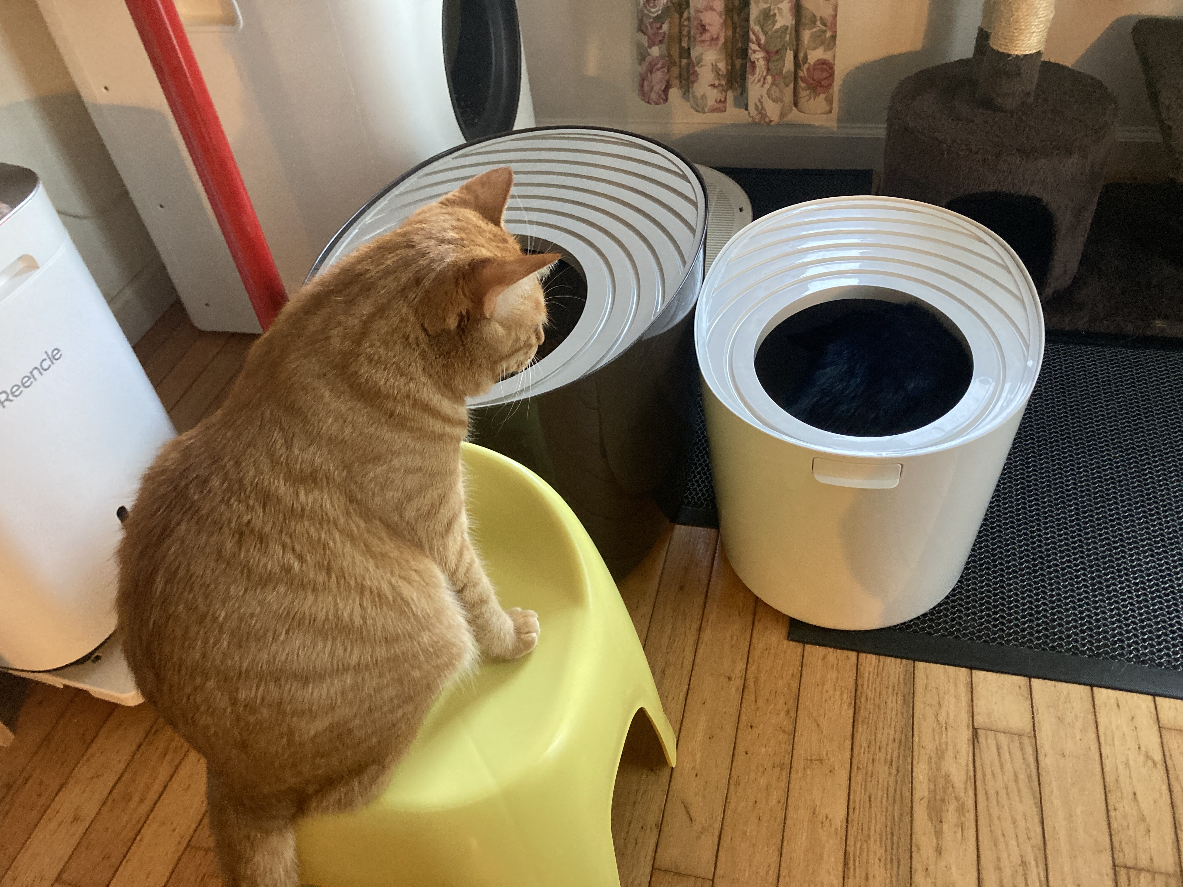 🐱✨【保存版】“生活が変わる！”コスパ最強キャッサバ猫砂3選✨