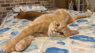 🐾コスパ◎キャッサバ猫砂ランキング！