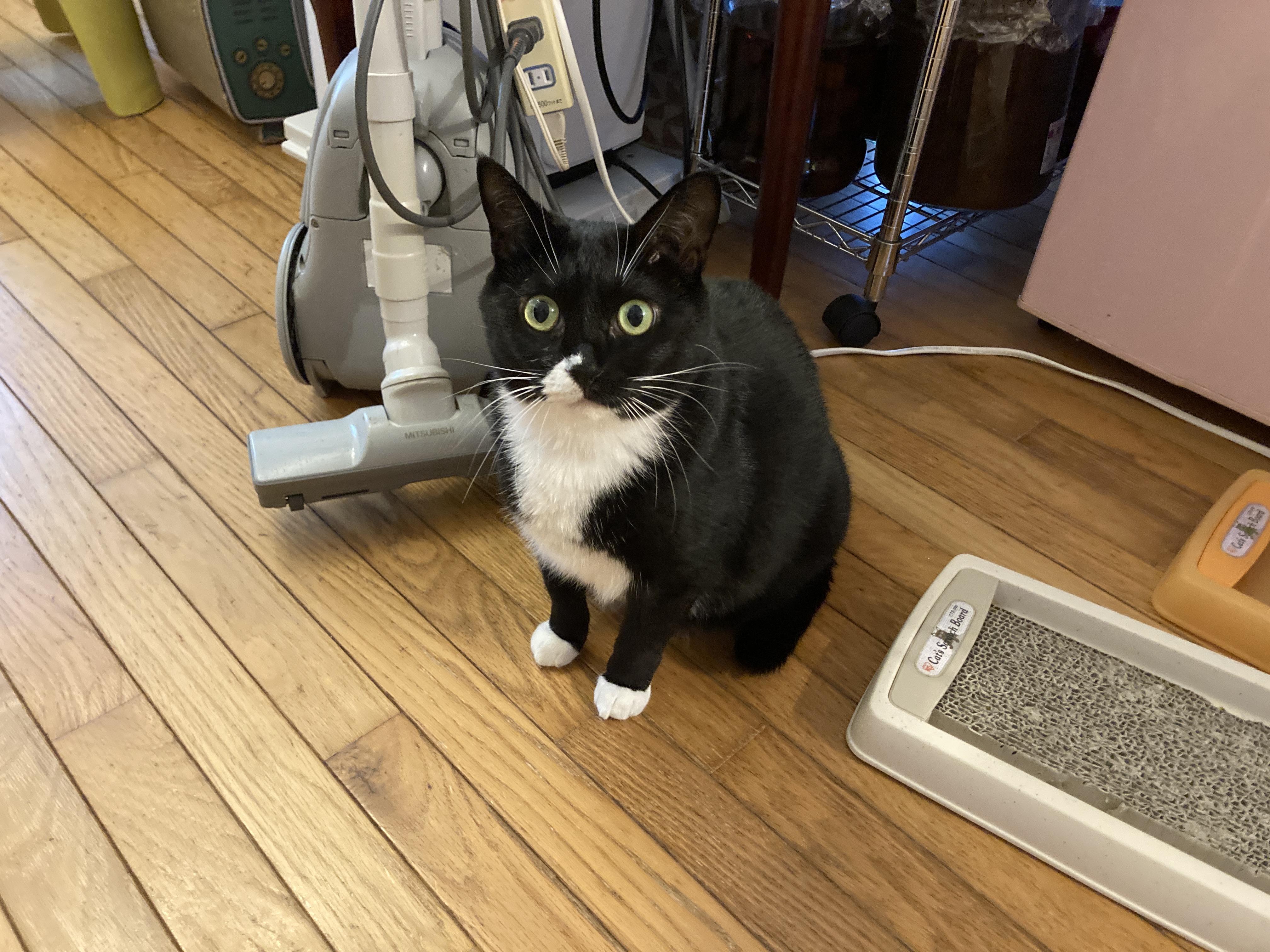 🛒コストコでお得にまとめ買い❣️猫たちと飼い主の健康にぴったりのアイテム✨