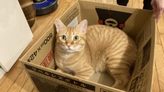 麦ちゃんの台車あそび🐾
