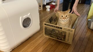 📦ベティちゃんの台車あそび🚗✨箱に乗って出発進行〜！