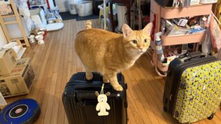 🧳ねこのおもしろランド準備編🐾