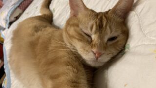MOMO（もも）すやすやお昼寝にゃん文字💤