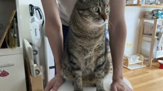 黒豆ちゃん2歳✨まだまだ赤ちゃん気分でシナモン母さんにベッタリ💕