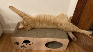 おいもの猫砂再販‼️🐾🍠猫砂ジプシーに朗報💖
