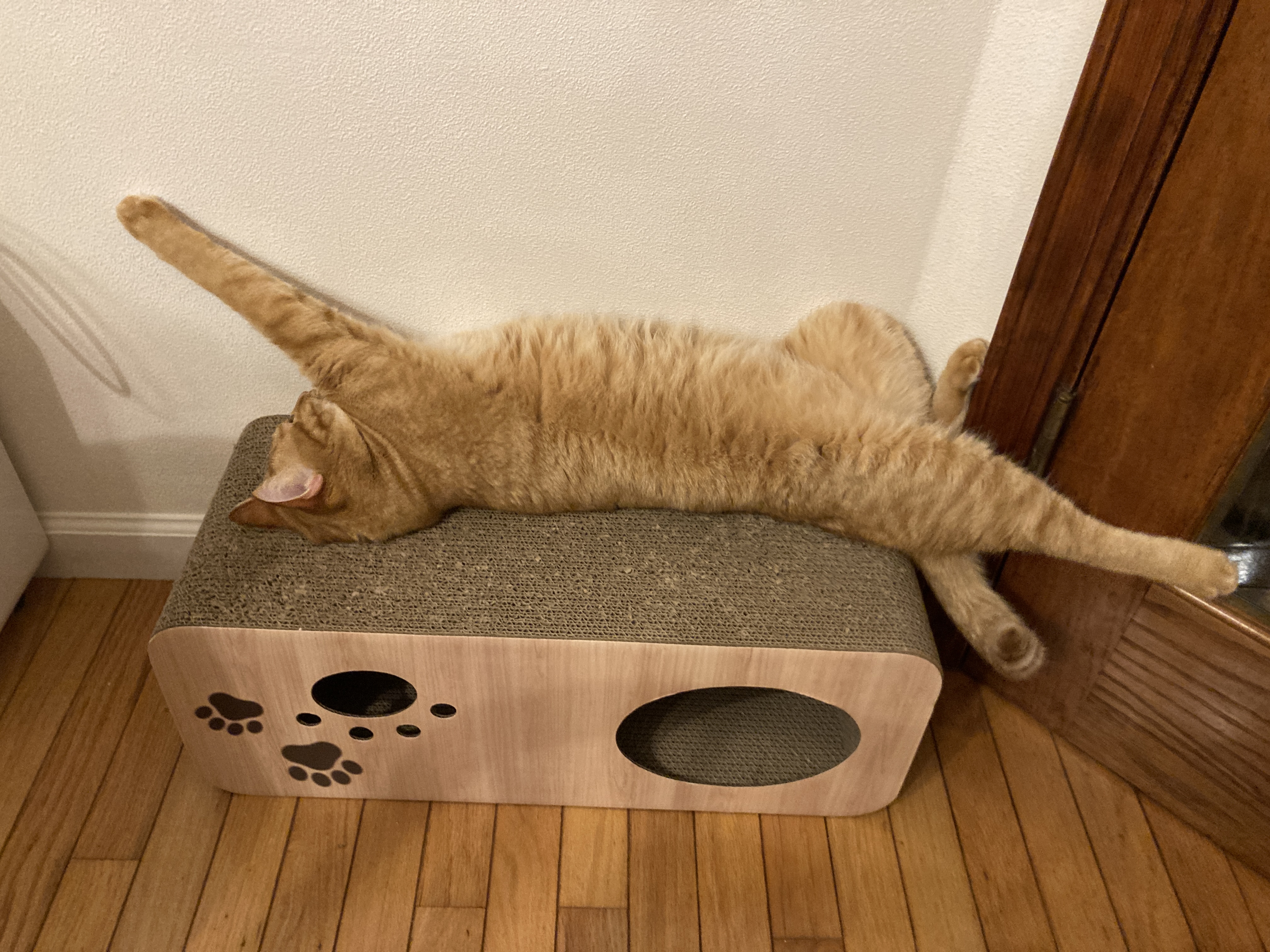 おいもの猫砂再販‼️🐾🍠猫砂ジプシーに朗報💖