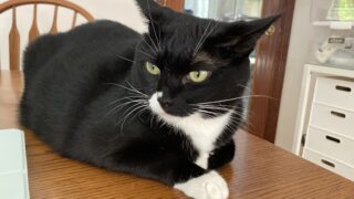 🐾キティにゃ〜ちゃんの「ちゅ〜る待ち顔」検証✨