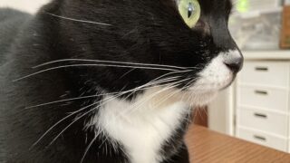 猫の健康をそっと応援♡ 我が家で「ときどき使っているサプリ」紹介🐾✨