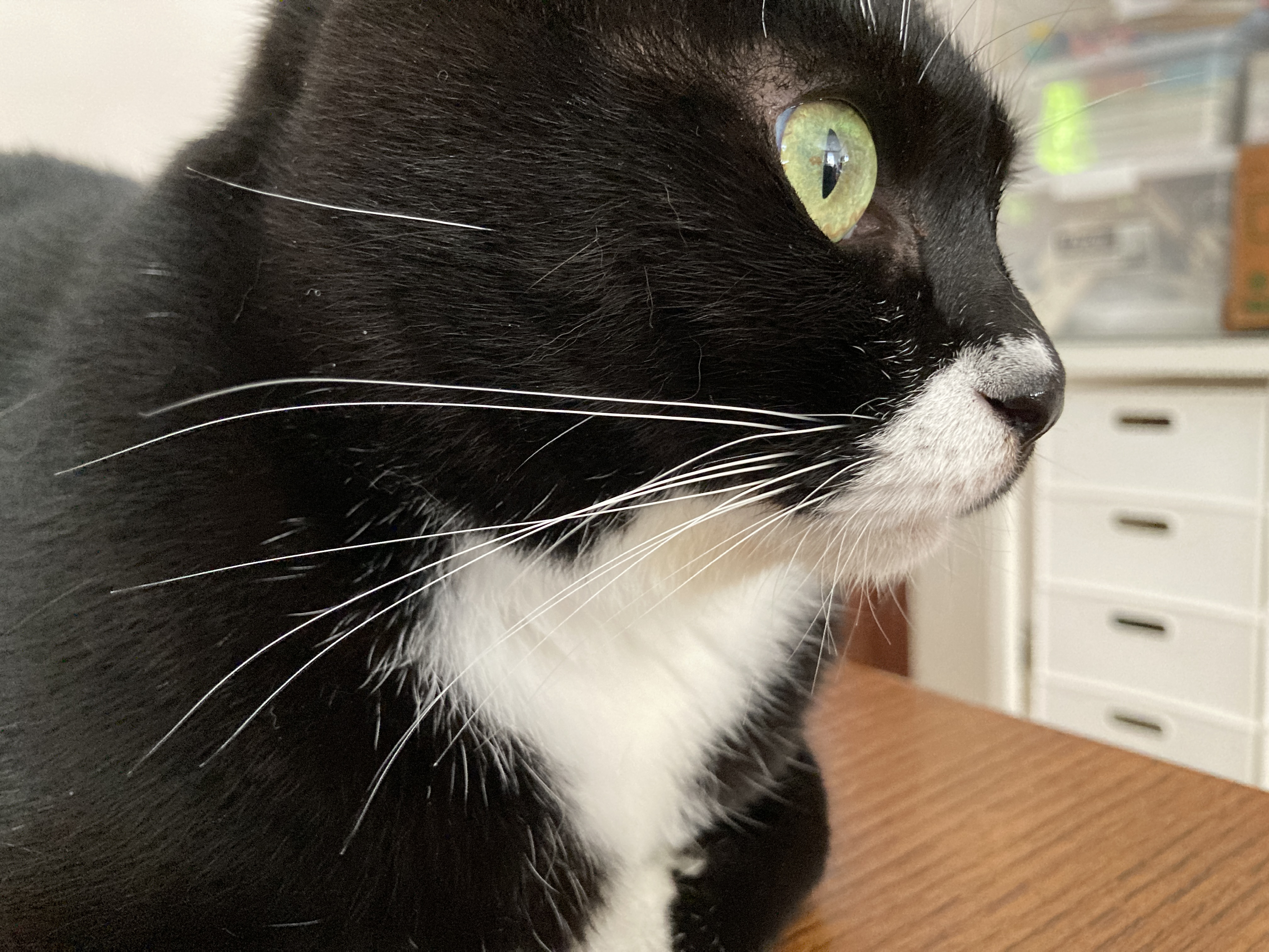 猫の健康をそっと応援♡ 我が家で「ときどき使っているサプリ」紹介🐾✨