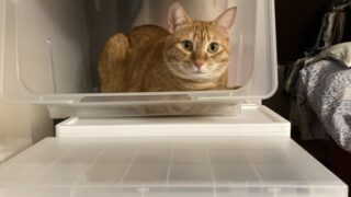 🧺衣装ケースはべティの新居⁉️お昼寝スポット発見ニャ💖