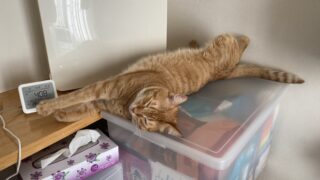 🎡我が家のおもしろらんど💖猫じゃらしで大はしゃぎのベティちゃん🐾