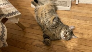 🛫夢の国へ出発✨福岡から羽田へ✈️