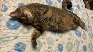 💤ねこのおもしろランド お留守番編🐾