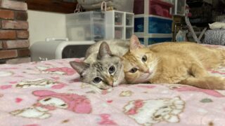 💖シナモン母さんに甘えてスヤスヤ…