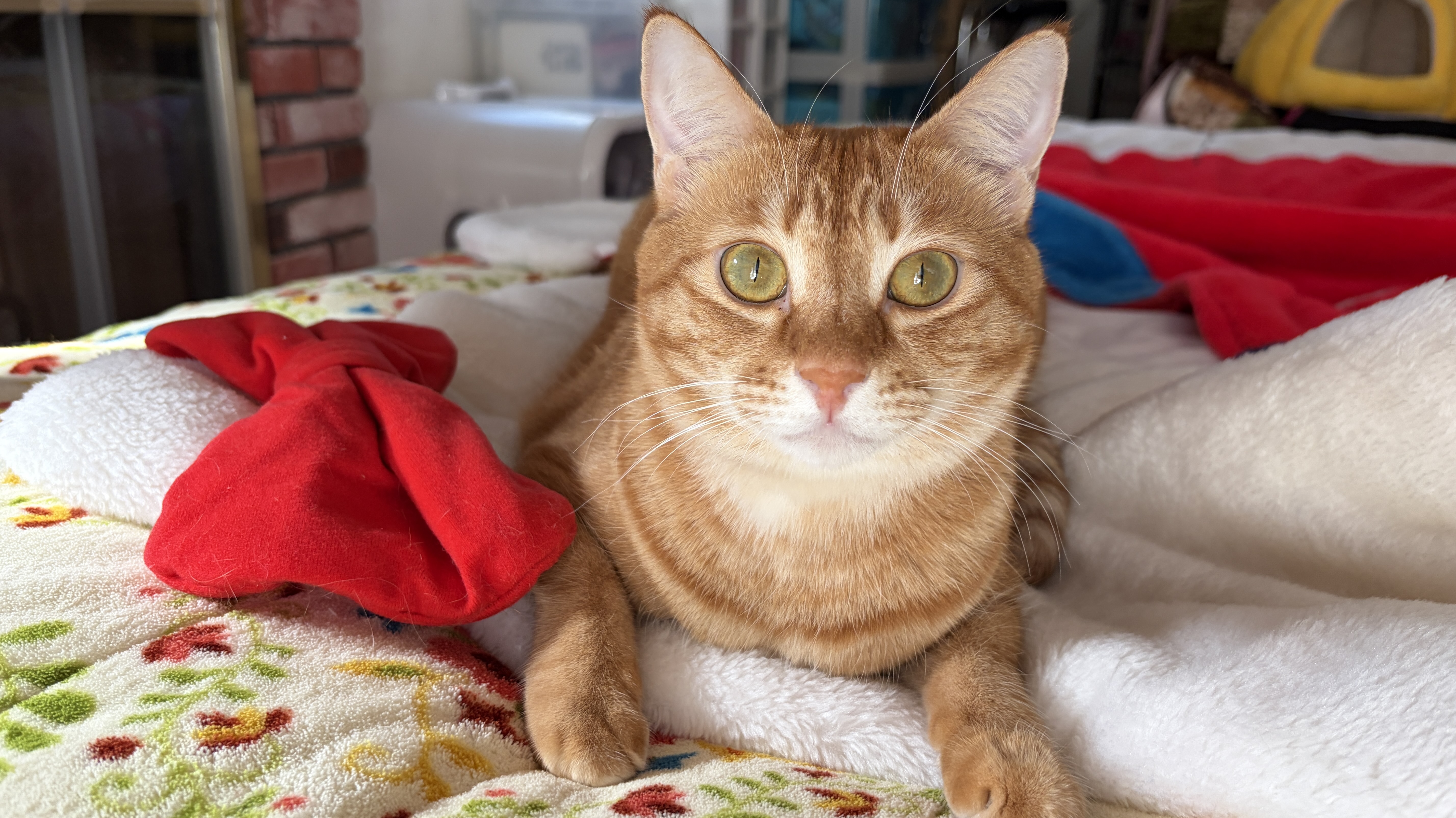 🐾ベティちゃんのきれいきれいタイム✨