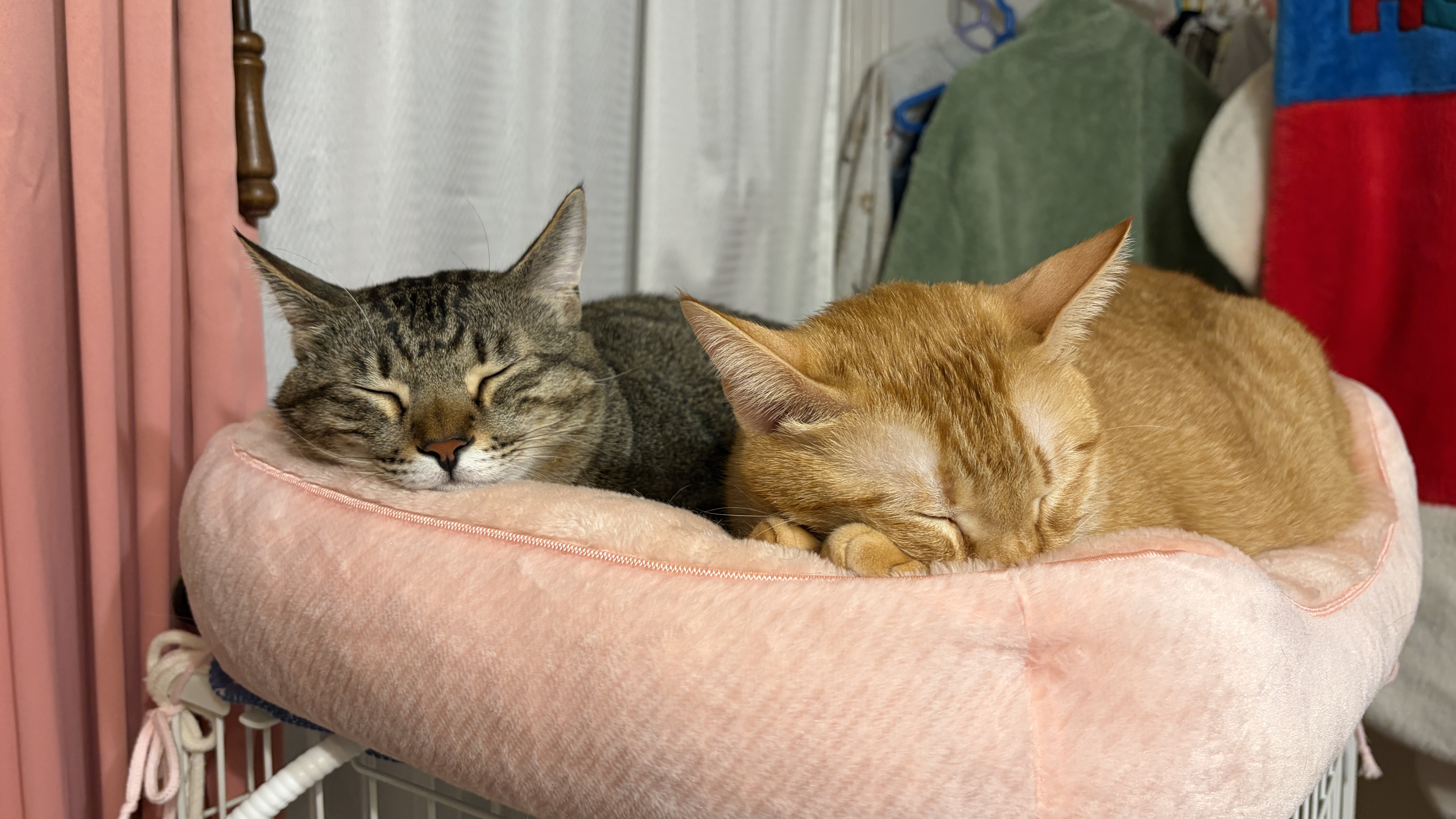 🐾黒豆ちゃん＆麦ちゃんのほっこりおやつタイム🍪✨兄弟そろって幸せモード全開♡